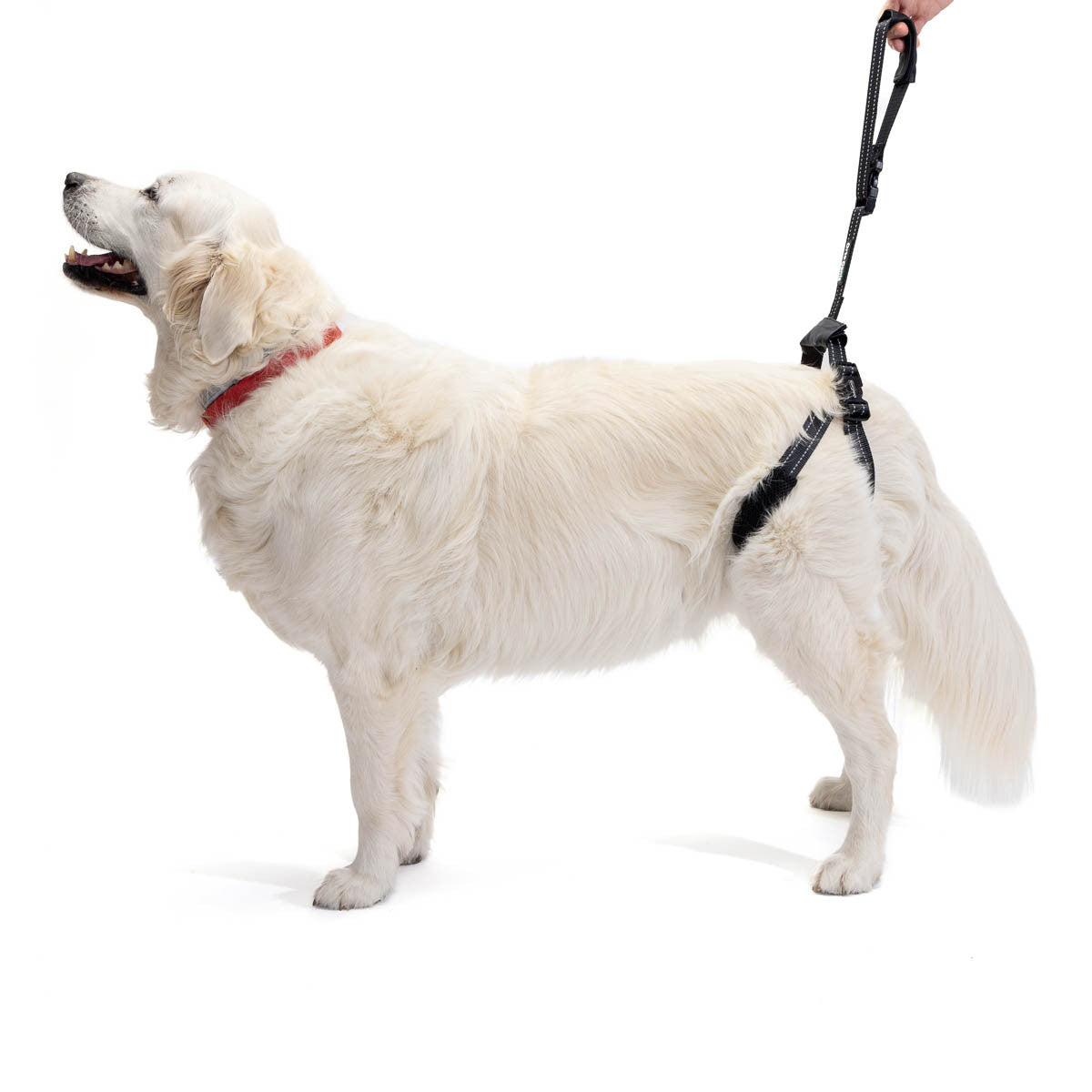 Harness for dogs with bad hips best sale