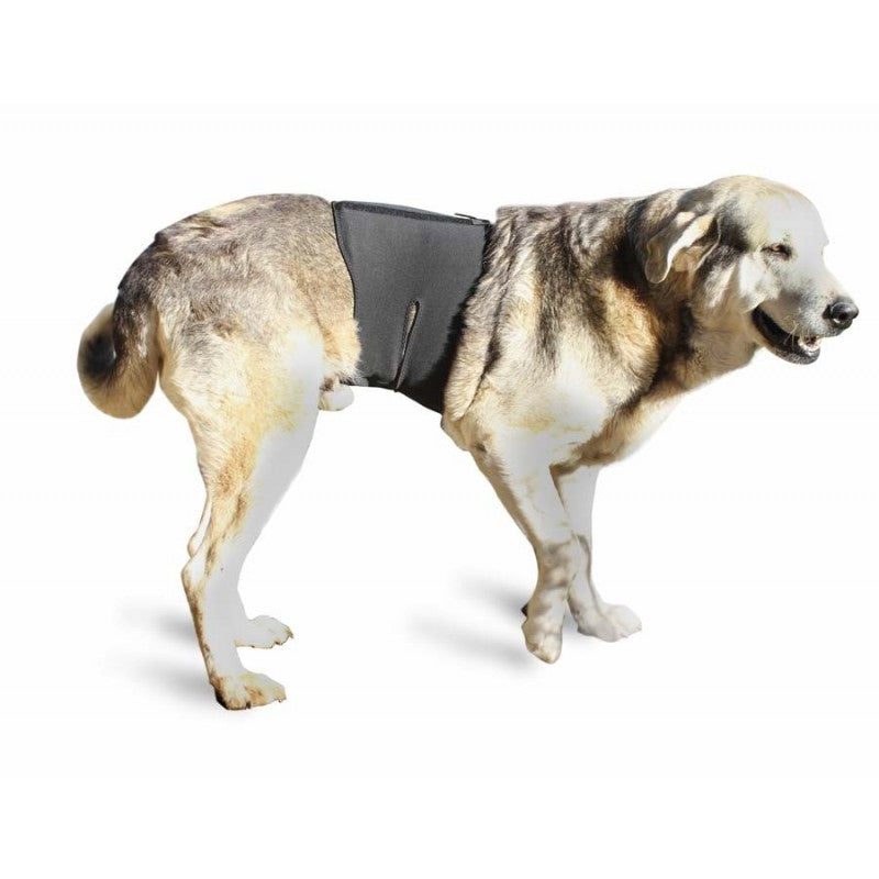 Dog back support outlet harness